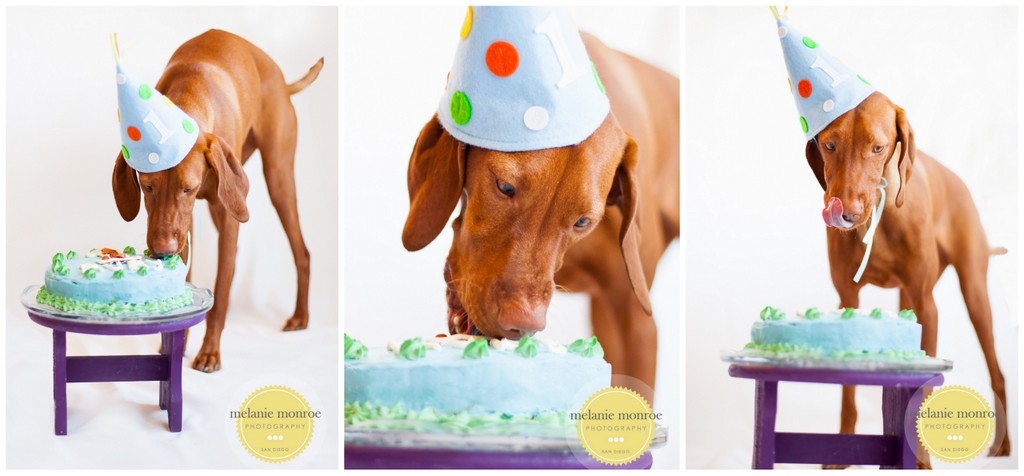 Dog birthday photos san diego