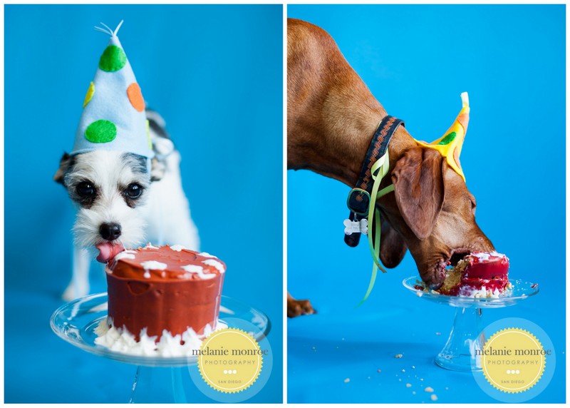 Dog Cake Smash photos