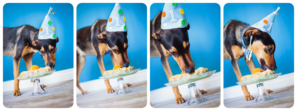 dog cake smash photos